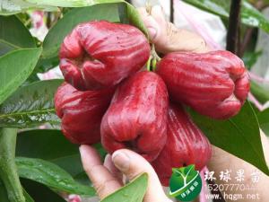 飞弹莲雾