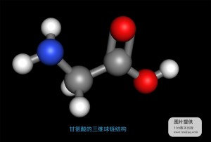 甘氨酸的三维球链结构