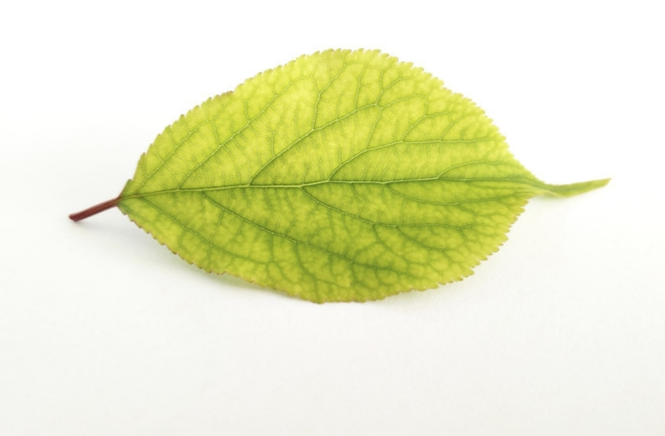 (dichotomous venation)叶脉从叶基生出后,均呈二叉状分枝,称为叉状脉