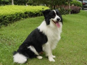 边境牧羊犬