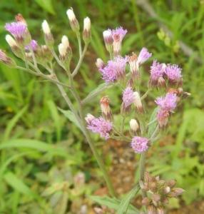 编辑1形态特征展开夜香牛种斑鸠菊属属斑鸠菊族族管状花亚科亚科寄色