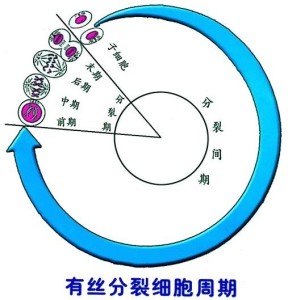 细胞周期