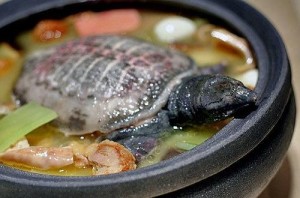 甲鱼汤