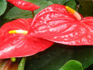 火鹤花