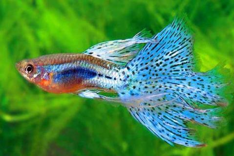 孔雀花鳉 花鳉科花鳉属动物 搜狗百科 孔雀花鳉 花鳉科花鳉属动物 搜狗百科