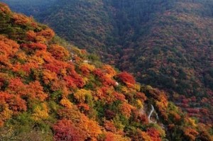 山西省昔阳县大寨村虎头山层林尽染