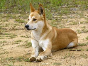 不同的澳大利亚野犬
