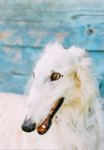 苏俄猎狼犬