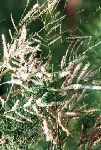 盐碱植物