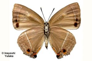 Chrysozephyrus