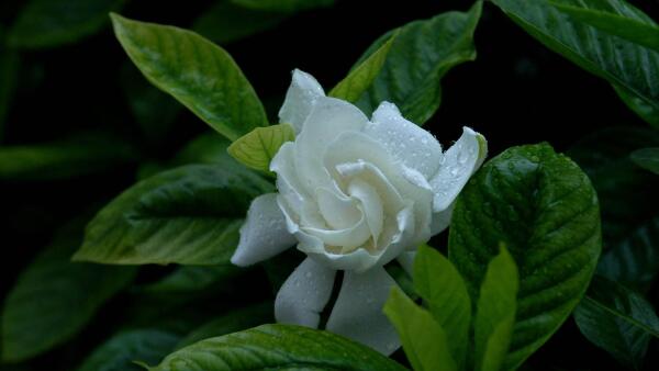 栀子花 茜草科栀子属植物 搜狗百科