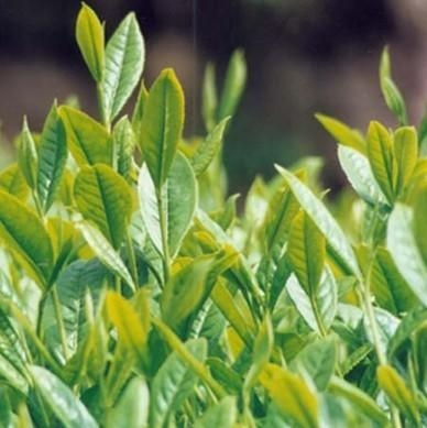 茶树