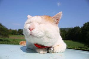 可爱的猫叔