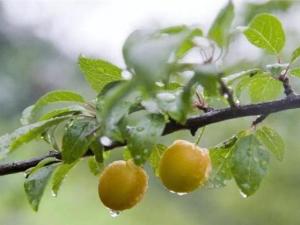 梅雨