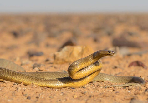 细鳞太攀蛇 眼镜蛇科太攀蛇属动物 搜狗百科