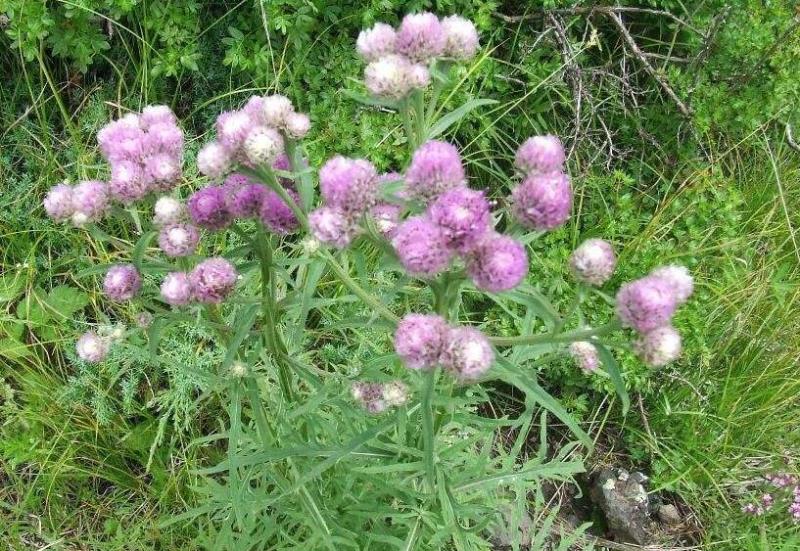 奇形风毛菊 搜狗百科