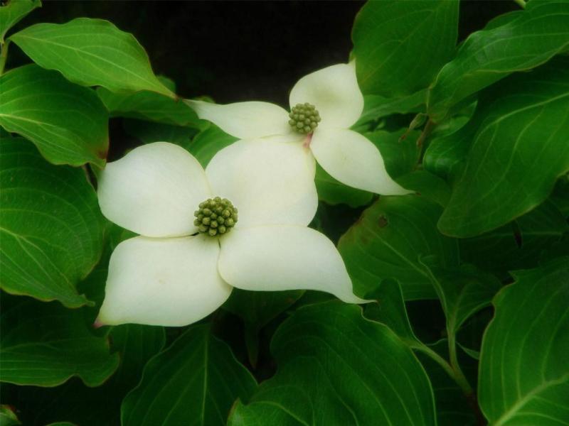 草龙 柳叶菜科丁香蓼属植物 搜狗百科