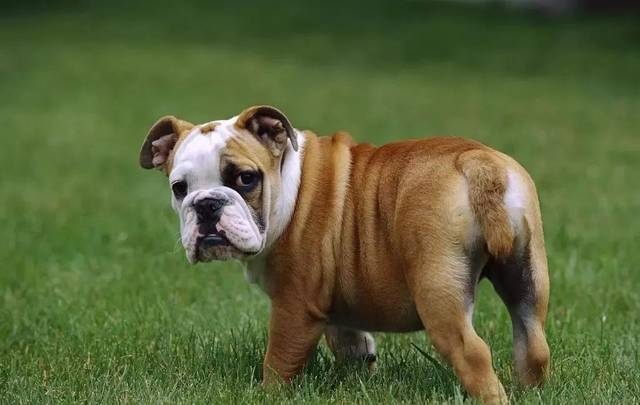 斗牛犬
