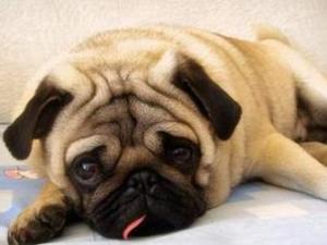 巴哥犬