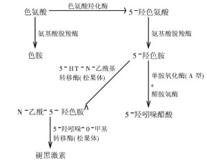 五羟色胺