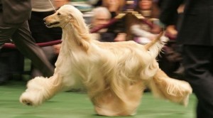 阿富汗猎犬的步态