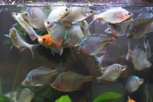 群游鳑鲏