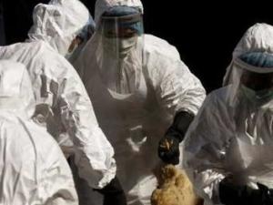 H5N1禽流感