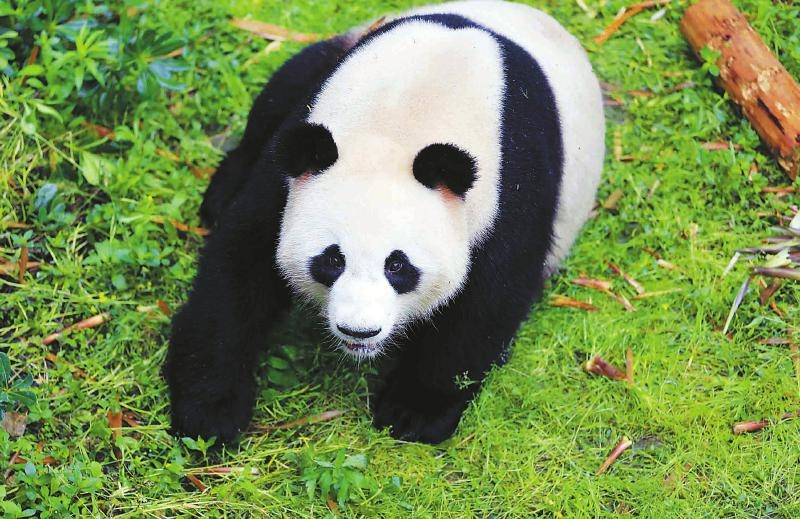 原始熊猫图片