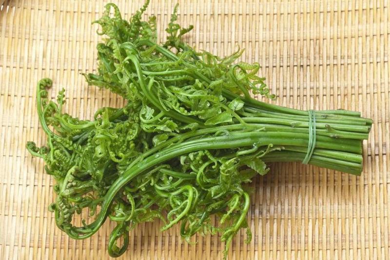 蕨菜 蕨科欧洲蕨种植物 搜狗百科 蕨菜 蕨科欧洲蕨种植物 搜狗百科