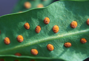 孢子植物