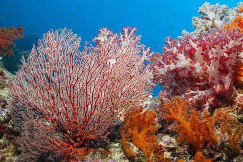 珊瑚 珊瑚虫纲动物 搜狗百科
