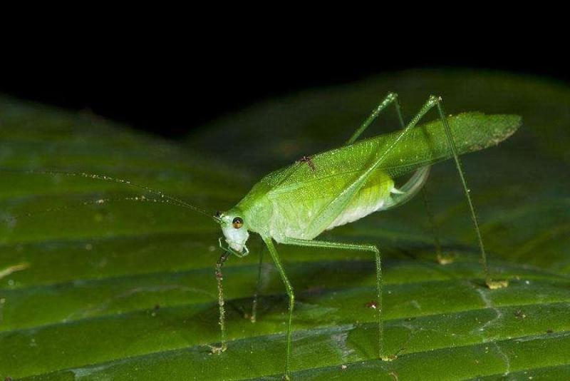 纺织娘 昆虫纲 搜狗百科 纺织娘 昆虫纲 搜狗百科