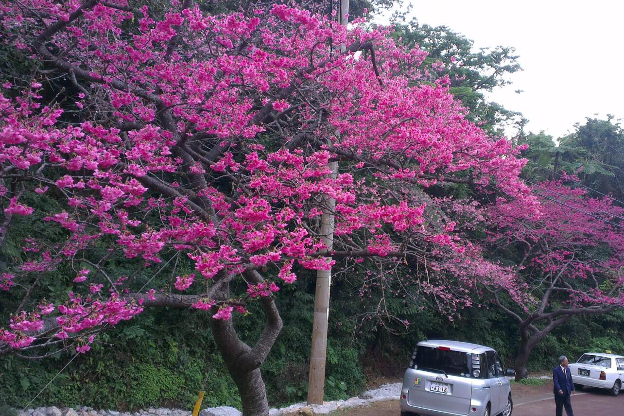 寒绯樱(蔷薇科樱属植物)_搜狗百科