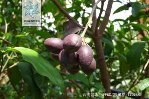 云南蕊木花果