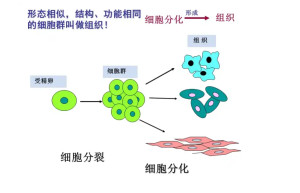 细胞分化 - 搜狗百科