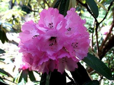 杜鹃是什么科的植物图片 0