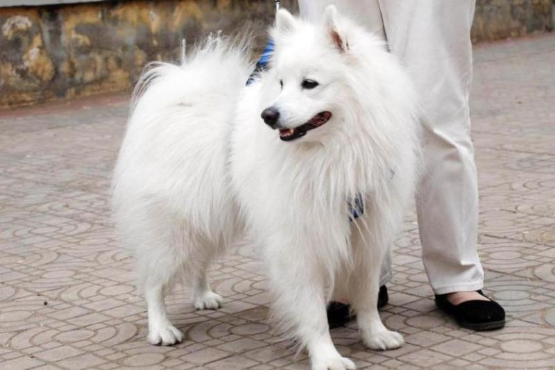 银狐犬 搜狗百科 银狐犬 搜狗百科