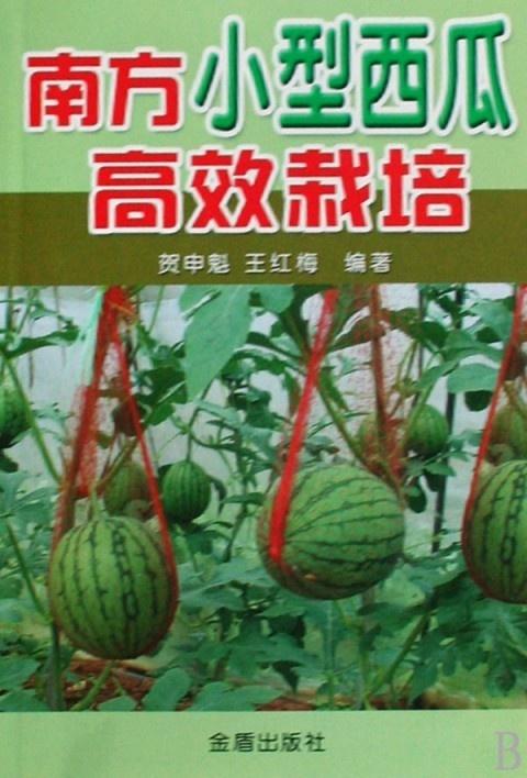 南方什么时候种西瓜最适合 0