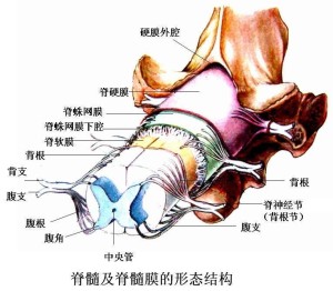 腰椎终丝图片