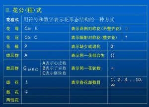 常见花程式花图式图片