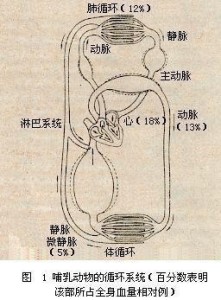 哺乳动物的循环系统