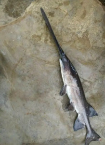 鸭嘴鱼 - 搜狗百科