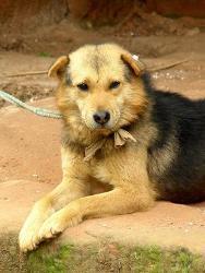 土狗 - 搜狗百科