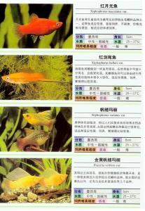 月蝶鱼属