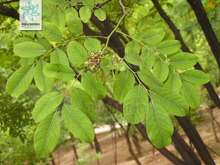 黄檀 豆科黄檀属植物 搜狗百科