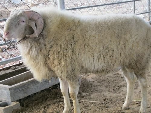 小尾寒羊种公羊标准图片