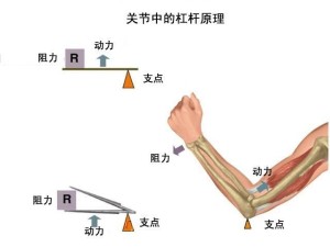 杠杆原理-物理学力学定理