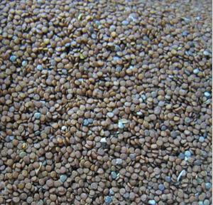 石花籽 - 搜狗百科