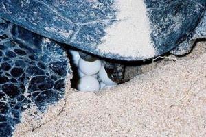 绿海龟到南丫岛深湾产卵