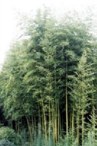 上富镇毛竹林